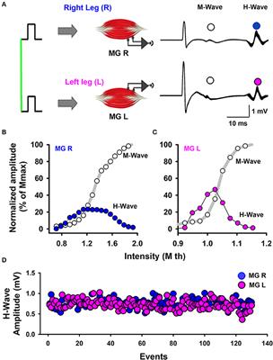 The Complexity of H-wave Amplitude Fluctuations and Their Bilateral Cross-Covariance Are Modified According to the Previous Fitness History of Young Subjects under Track Training